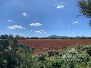 Land with submitted finca project near Felanitx
