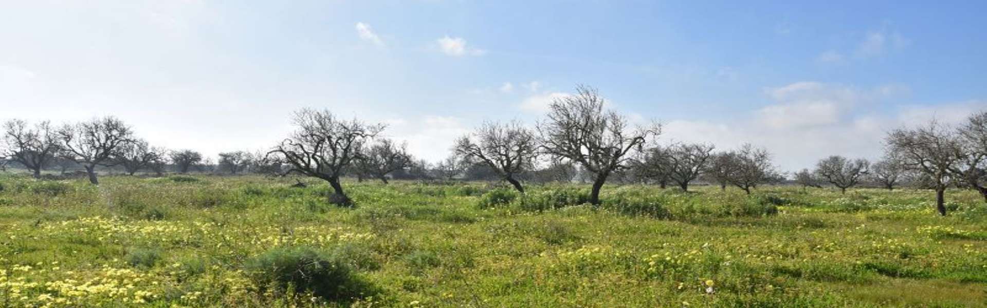 Building plot with submitted finca project in Es Llombards 