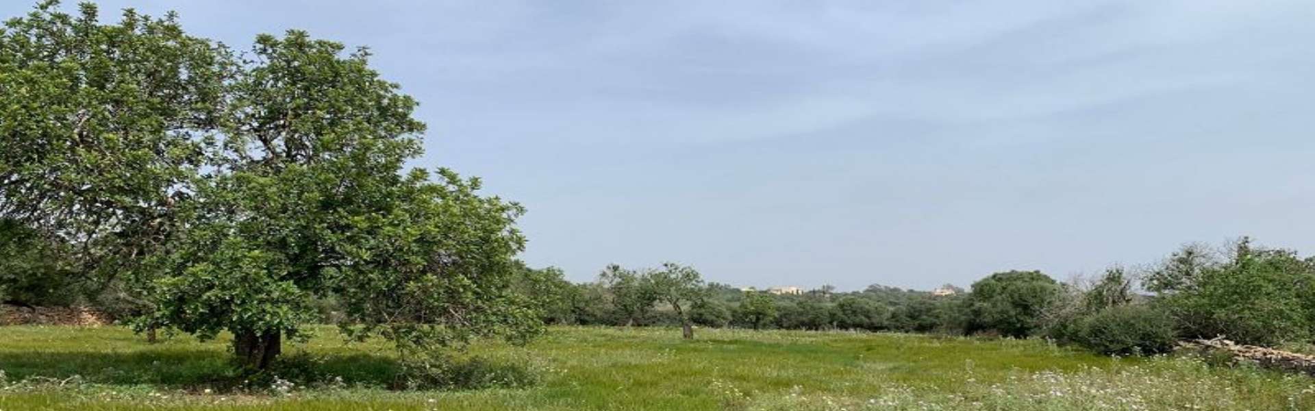 Santanyi - Building plot with submitted project near Mondragó