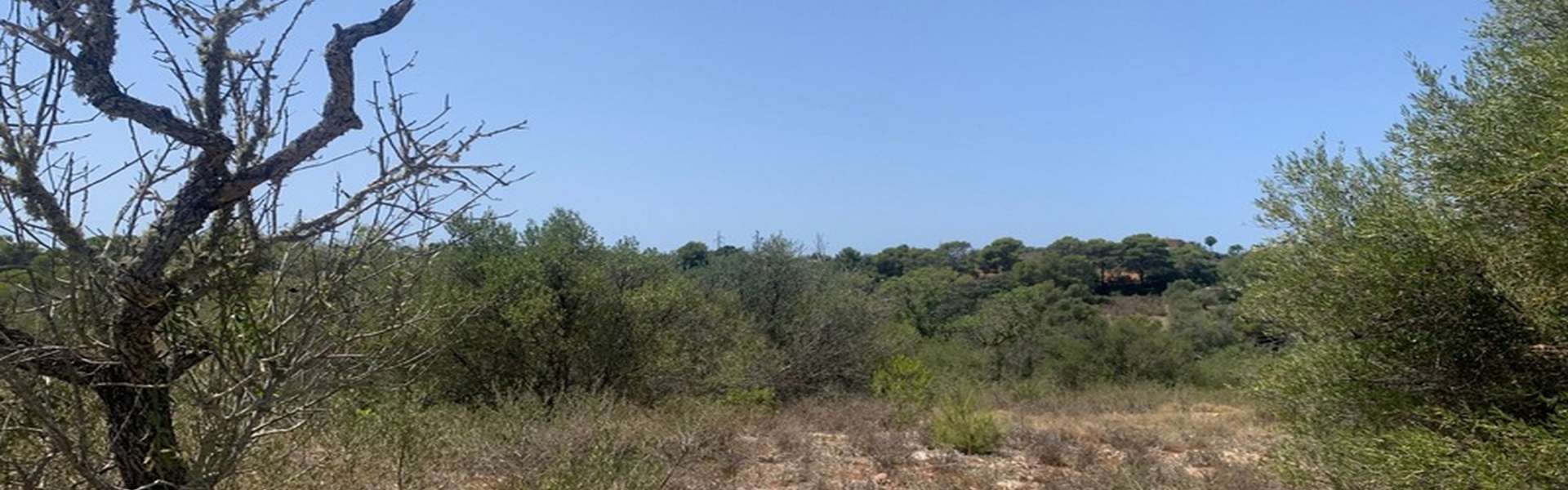 Santanyí - plot with submitted finca project between Alqueria Blanca & Porto Petro